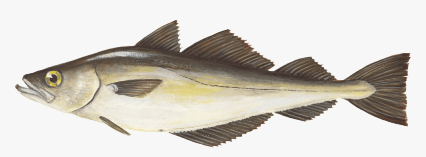 Pollack Pollachius P - Striper Bass, HD Png Download