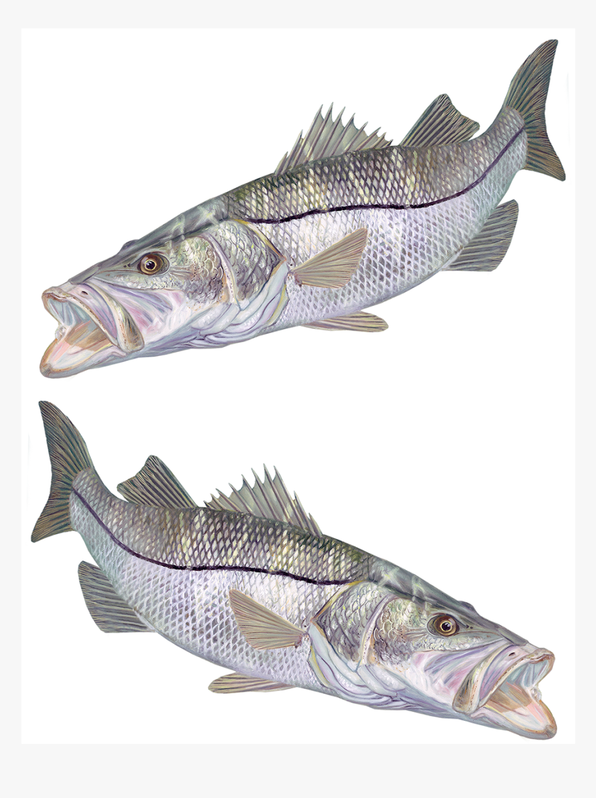 Florida Flag Fishing, HD Png Download