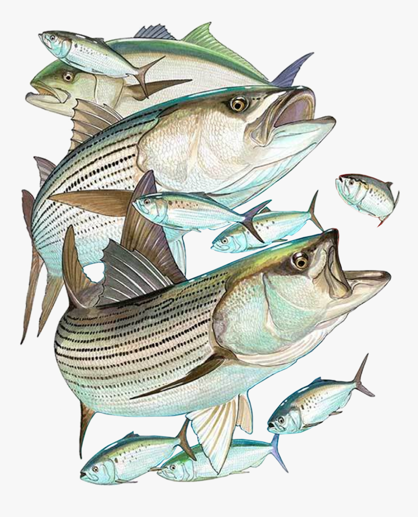 Striper Bass, HD Png Download