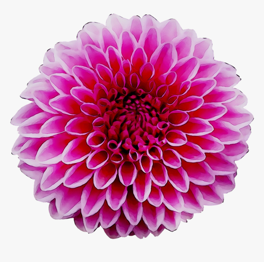 Dahlia Dietary Supplement Medicinal Plants Architecture - Dahlia, HD Png Download