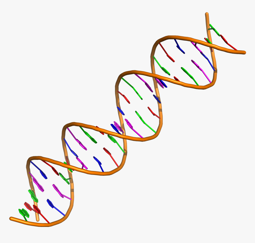 2019 Ip 33 Enlaces Adn - Double Helix Dna Molecule, HD Png Download