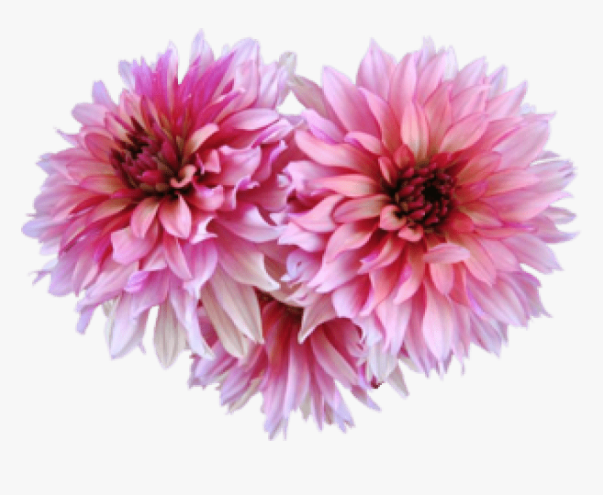 Free Png Dahlia Png Images Transparent - Pink Dahlia Png, Png Download
