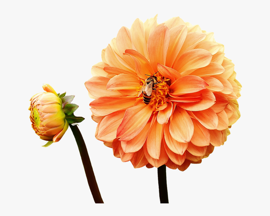 Dahlia, Dahlias, Bees, Autumn, Asteraceae - Yellow Dahlia Flower Png, Transparent Png