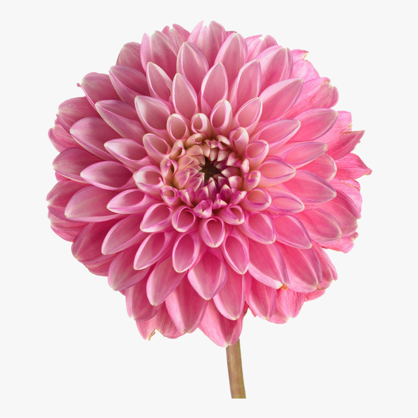 Pink Dahlia Png, Transparent Png