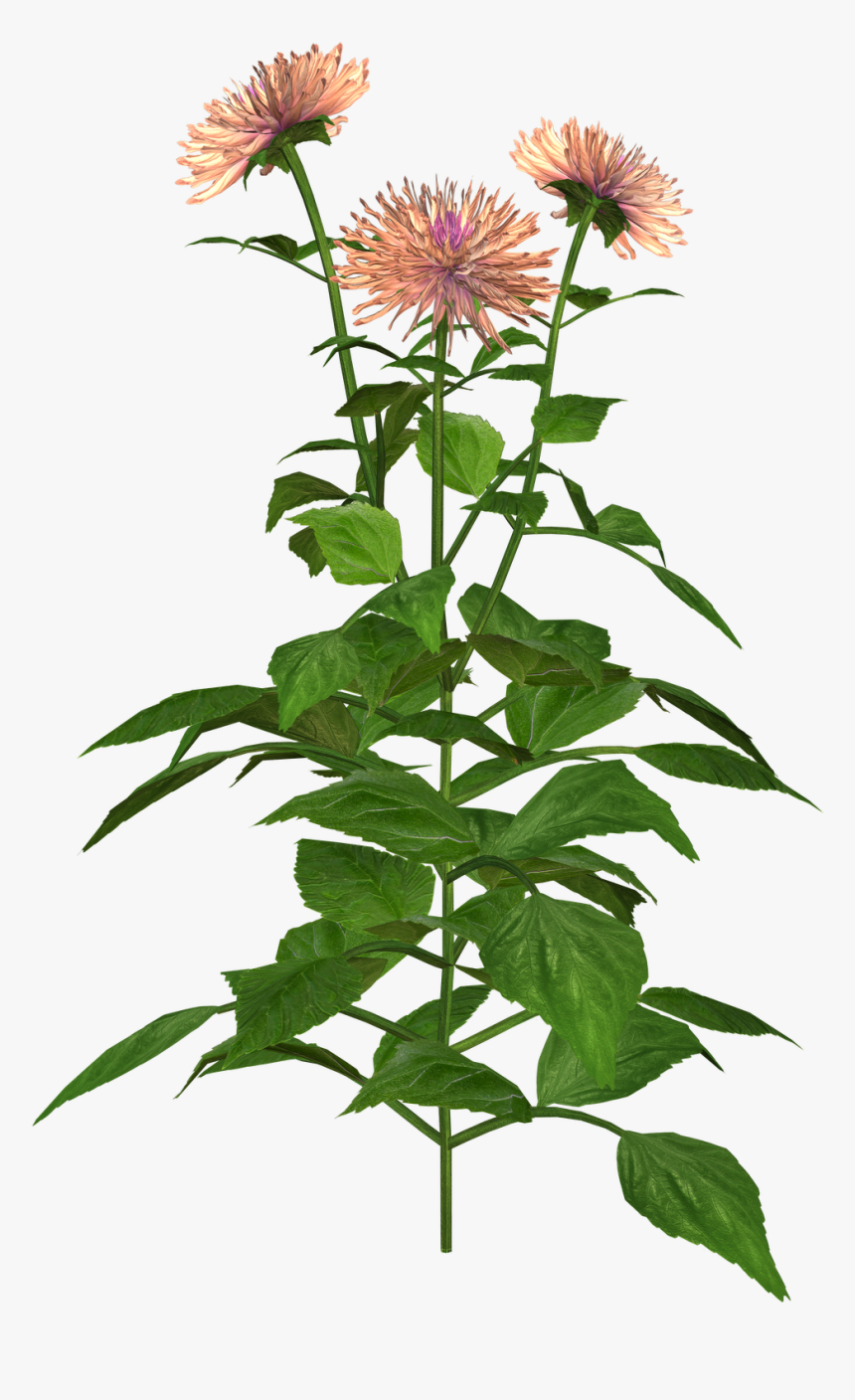 Free High Resolution Graphics And Clip Art - Silybum, HD Png Download