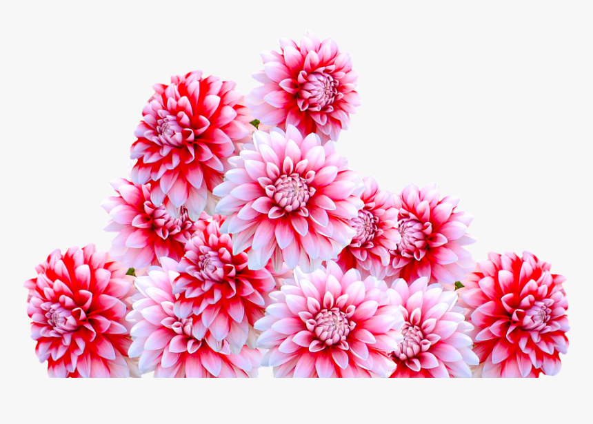 Dahlia, Jewelry Dahlia, Autumn Flower, Garden, Blossom - Flowers Dahlias Christmas Autumn Fall Png, Transparent Png