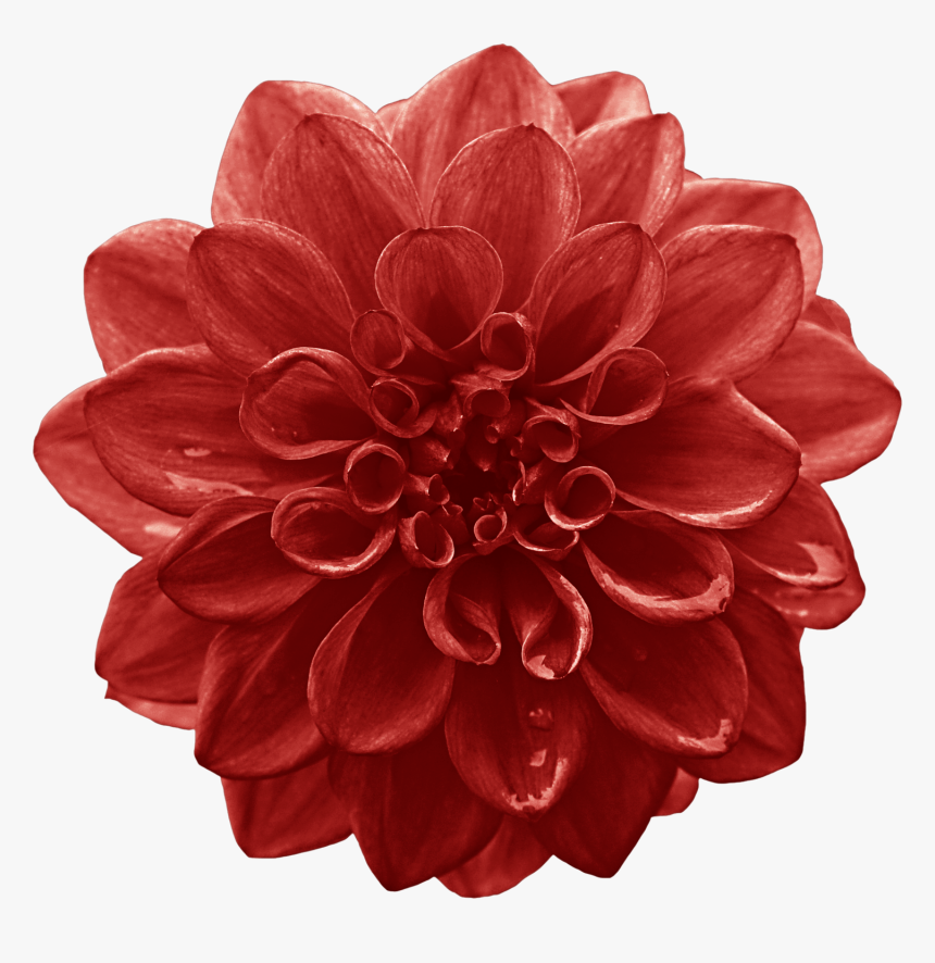 Dahlia Cut Flowers Red Lilium - Flower, HD Png Download