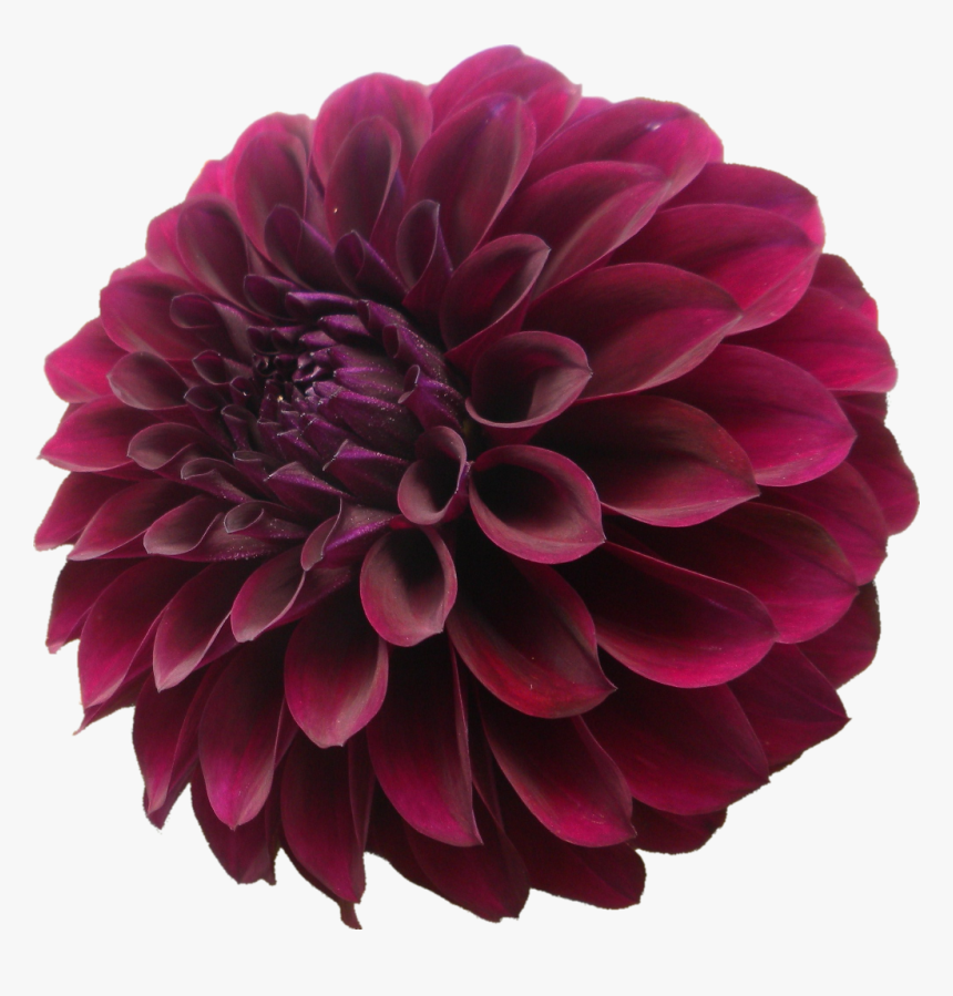 Planting Fields Arboretum Dahlia, HD Png Download