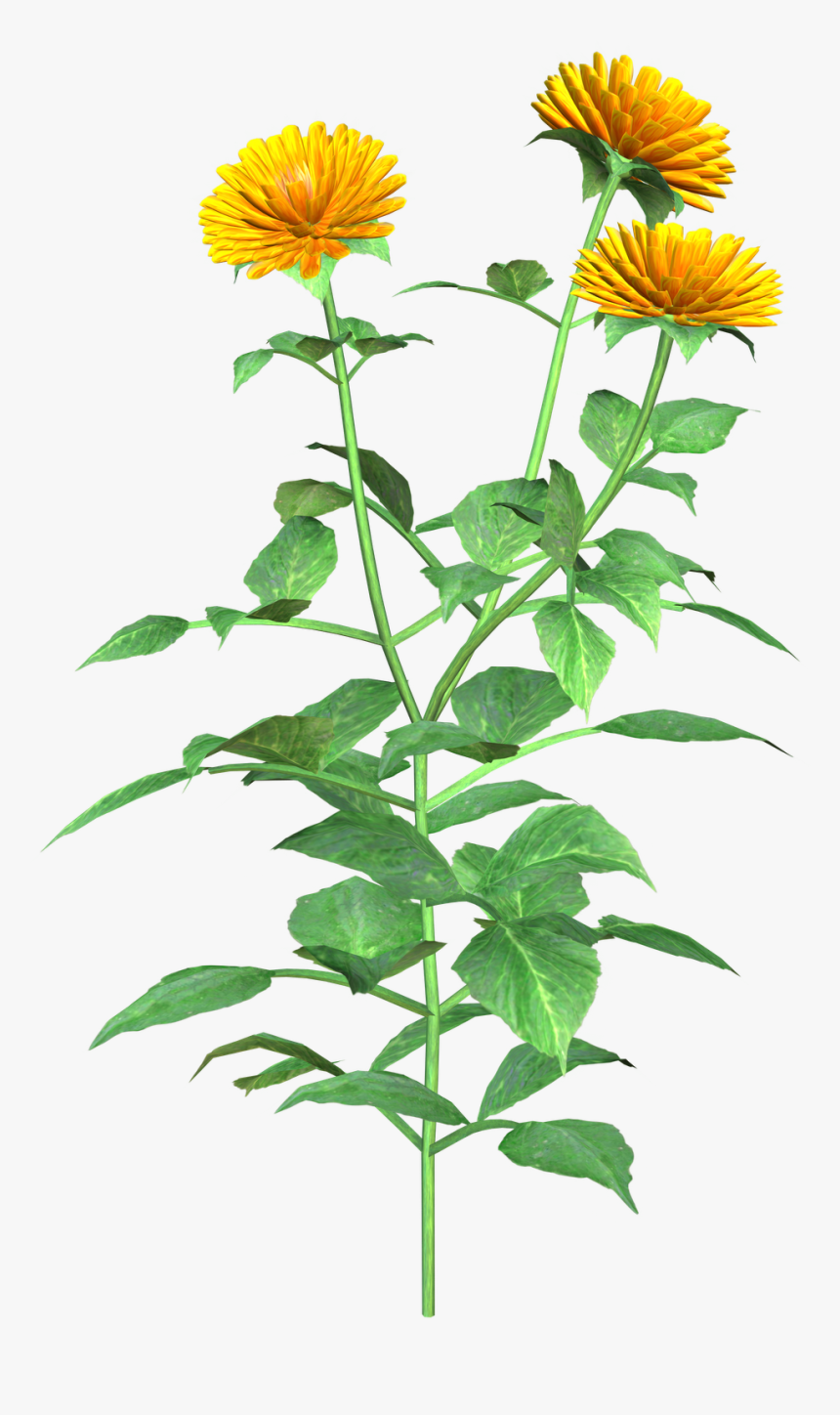 Dahlia - Clipart - English Marigold, HD Png Download
