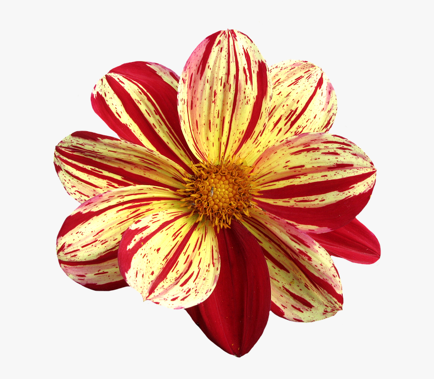 Blüte Png, Transparent Png