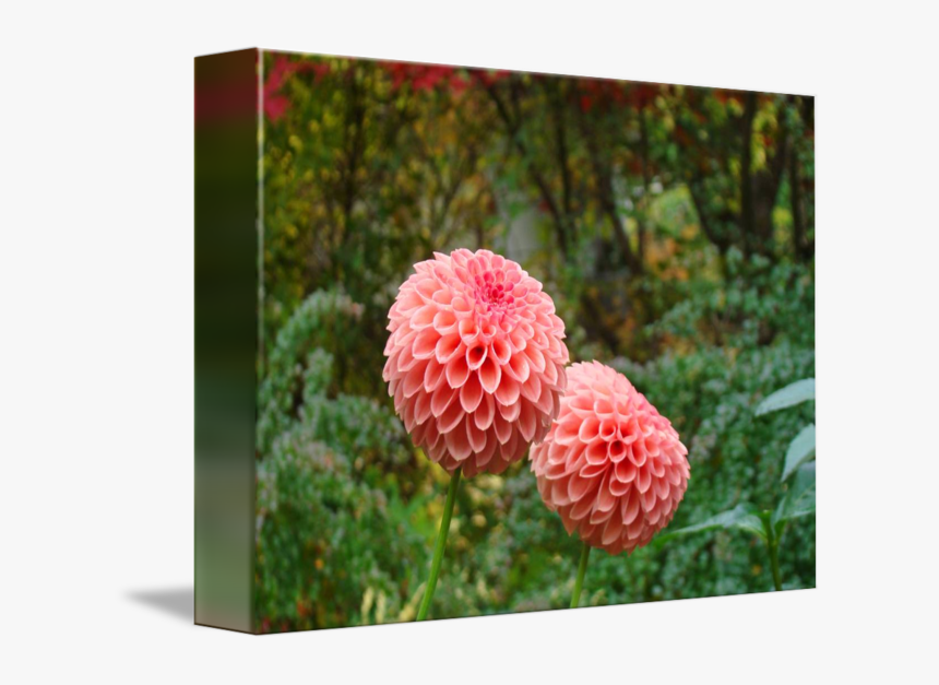 Clip Art Dahlia Images - Dahlia, HD Png Download