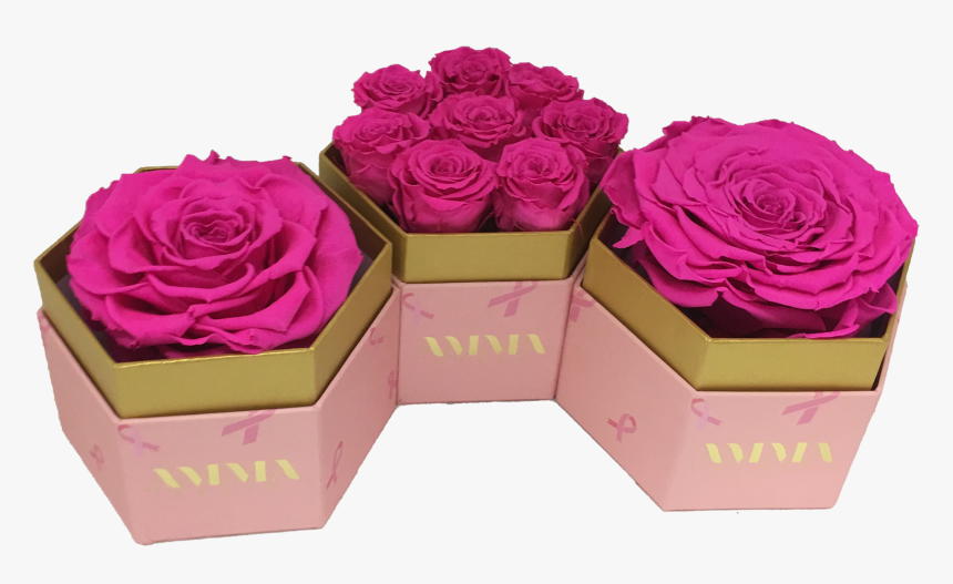 Garden Roses, HD Png Download