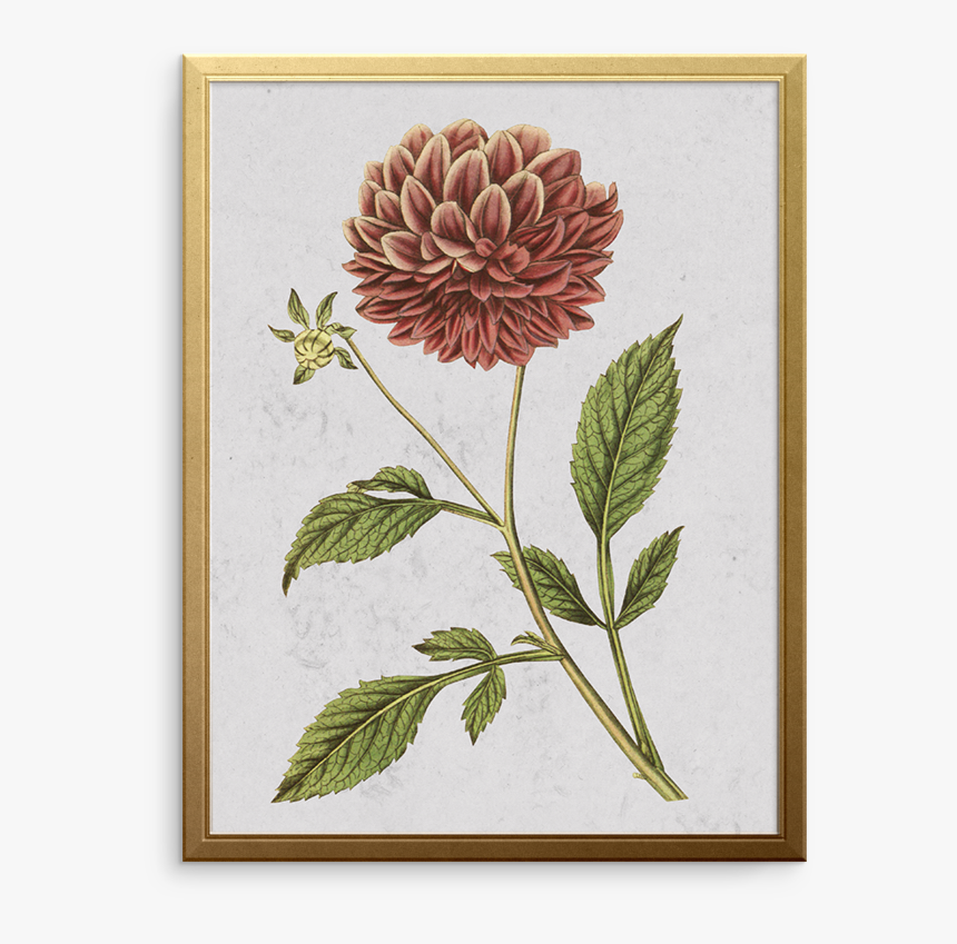Double Purple Dahlia Art Print - Dahlia Scientific Drawings, HD Png Download
