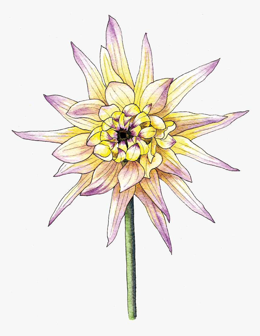 Illustration By Helen Krayenhoff, HD Png Download