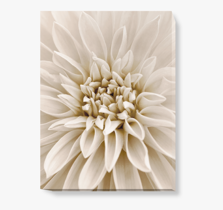 Dahlia, HD Png Download