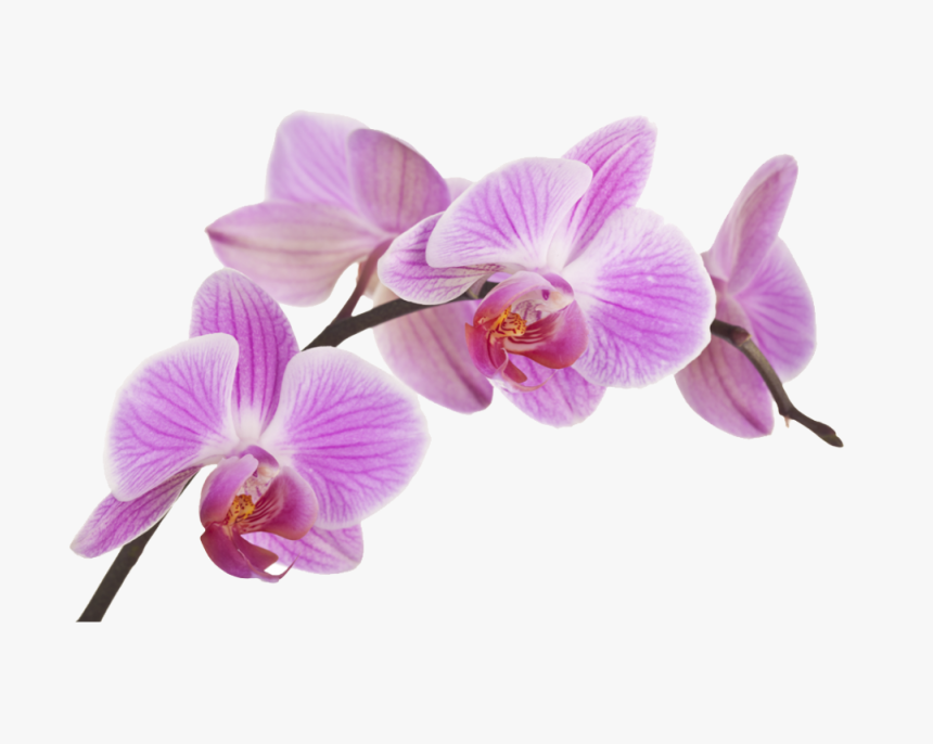 Transparent Orquidea Png - Orquideas Png, Png Download