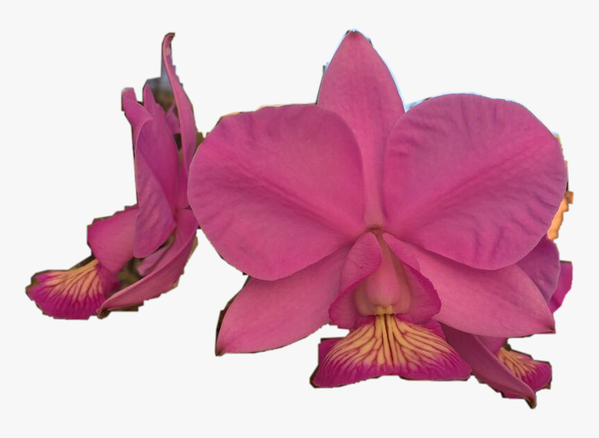 Transparent Orquideas Png - Orchids Of The Philippines, Png Download