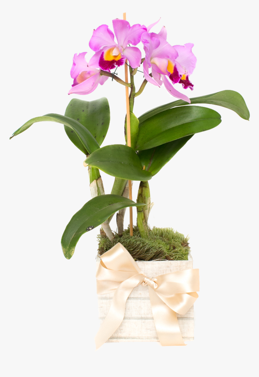 Transparent Orquideas Png - Cattlianthe Jewel Box, Png Download