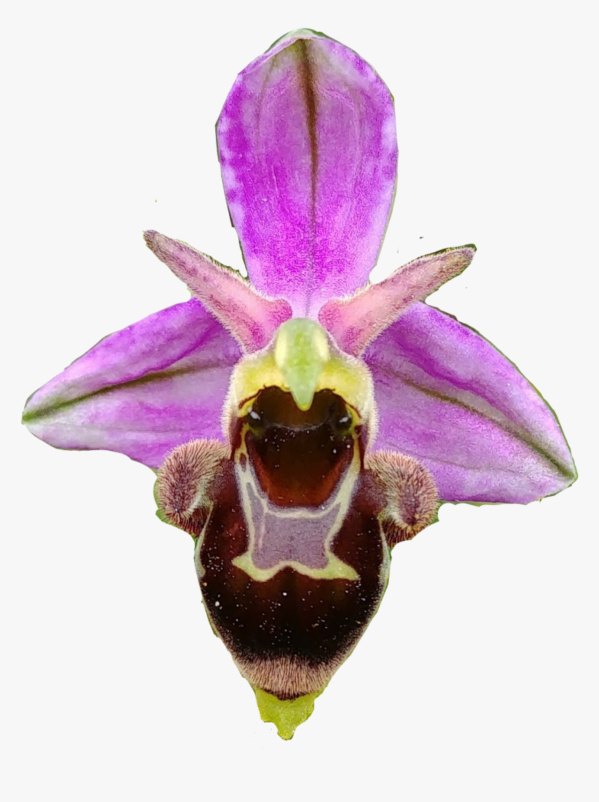 #orchid #orchids #orquidea #orquideas - Fly Orchid, HD Png Download