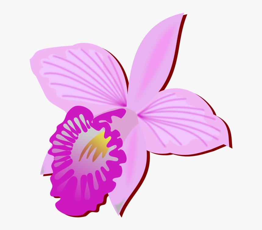 Bamboo Orchid Cut Flowers Drawing Orchids - Orchid Cut Flower Drawing, HD Png Download