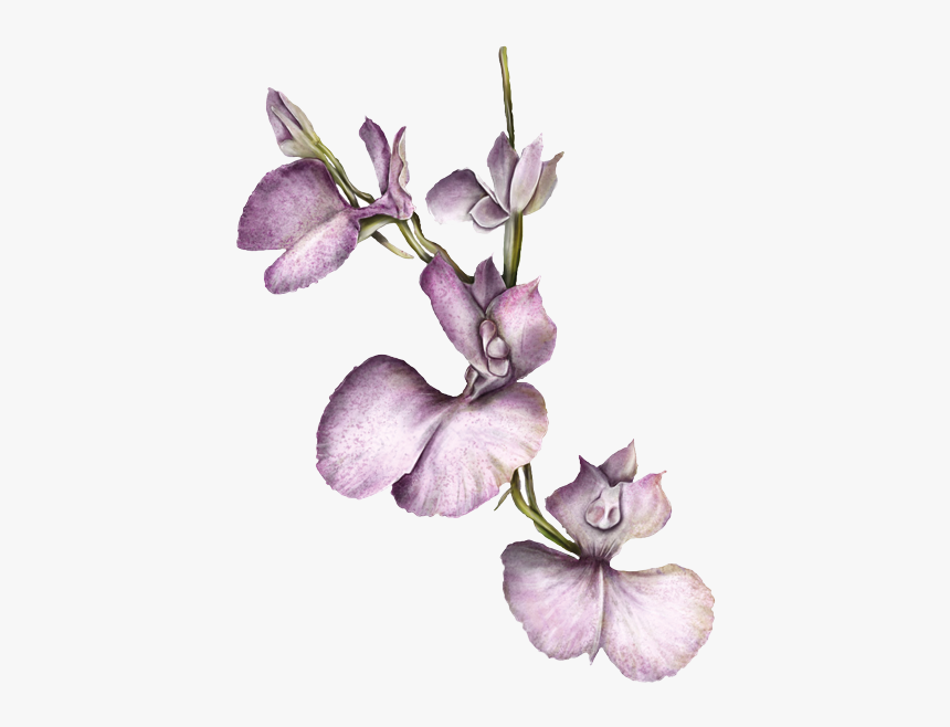 Orquídea - Orquidea Colombiana Png, Transparent Png