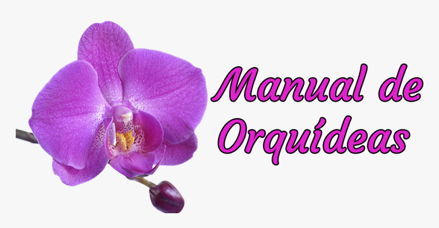 Manual De Orquídeas - St Louis Cardinals Blue, HD Png Download