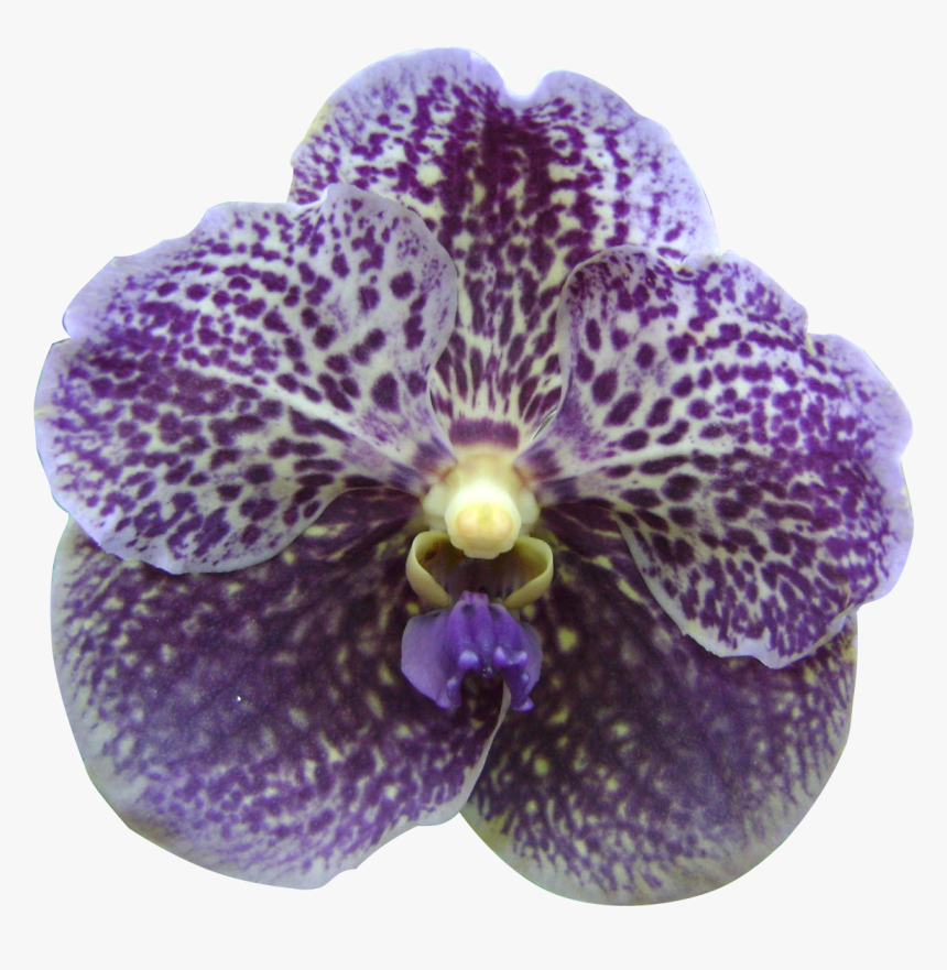 Transparent Orquideas Png - Orchid Flower Singapore Clipart, Png Download