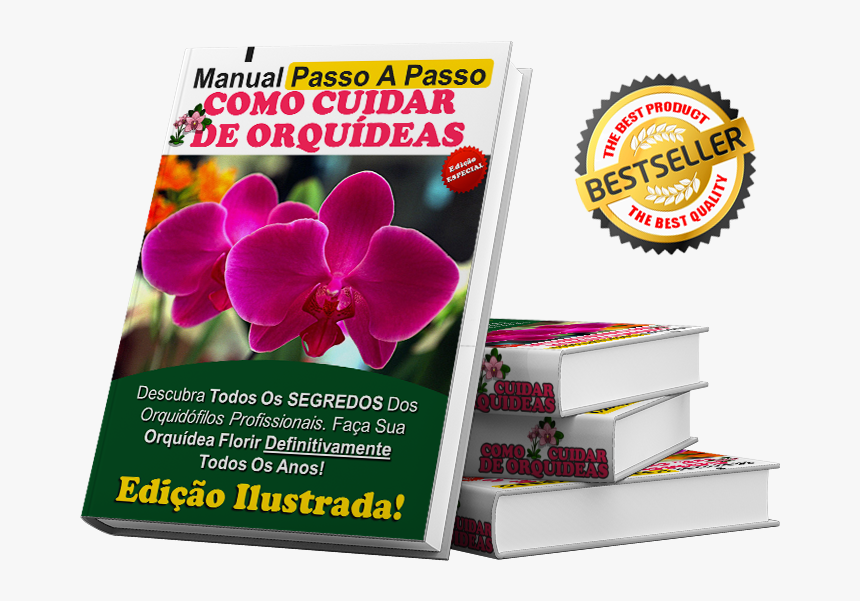 Cuidar De Orquideas - Moth Orchid, HD Png Download