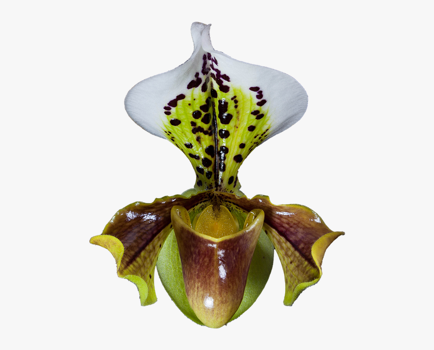Orquídea, Frauenschuh, Orquídeas Phalaenopsis, Cerrar - Cypripedium, HD Png Download