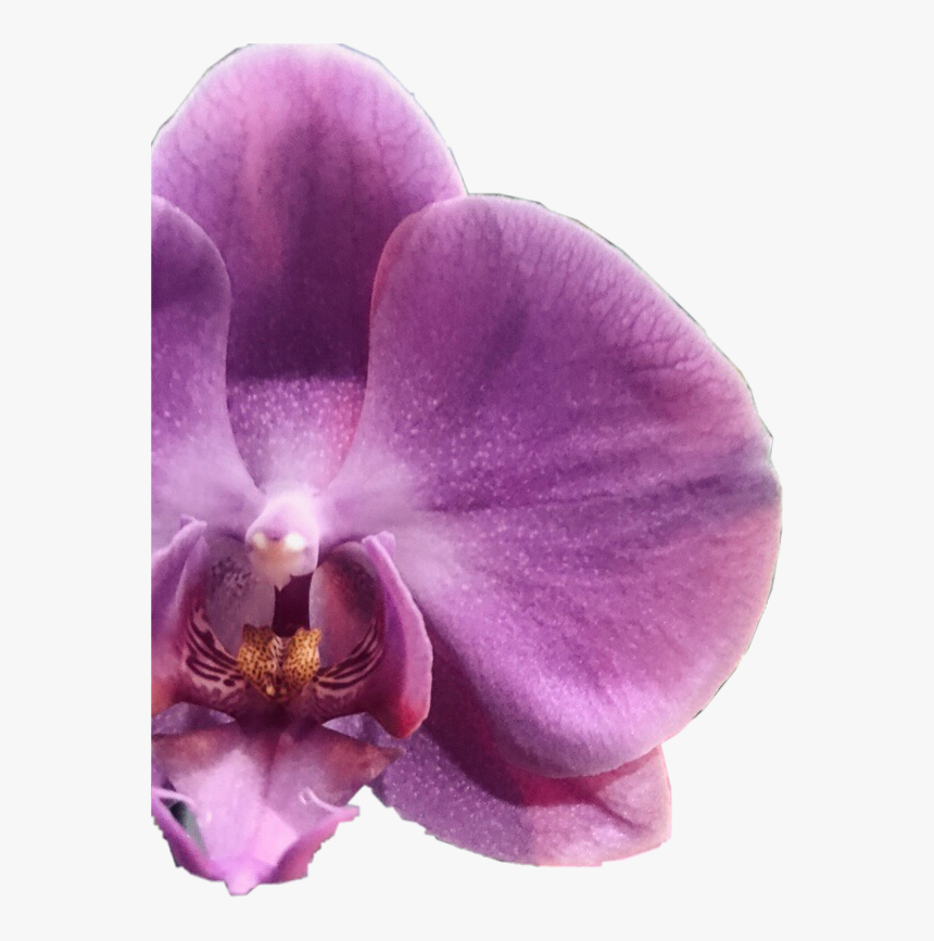 #flower #orquídeas #orquidea #irapuato #beautifull - Phalaenopsis Sanderiana, HD Png Download