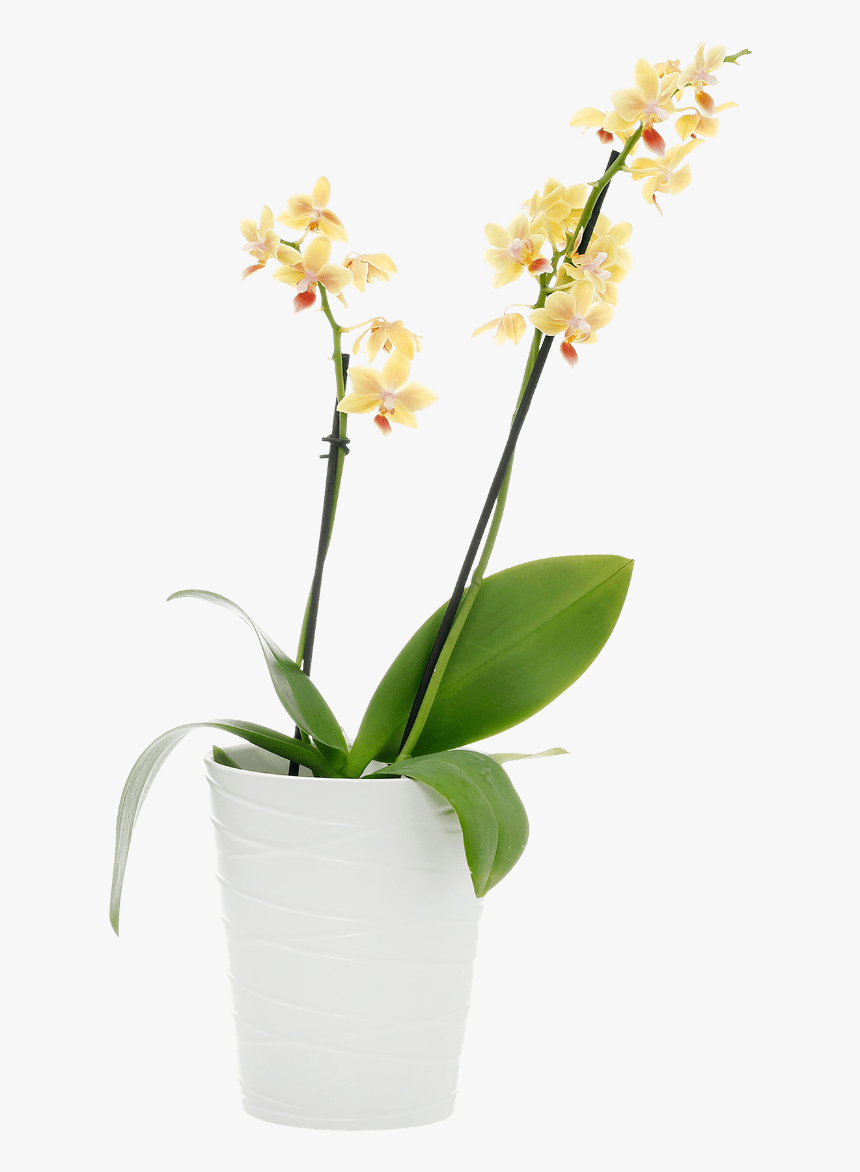 Artificial Flower, HD Png Download