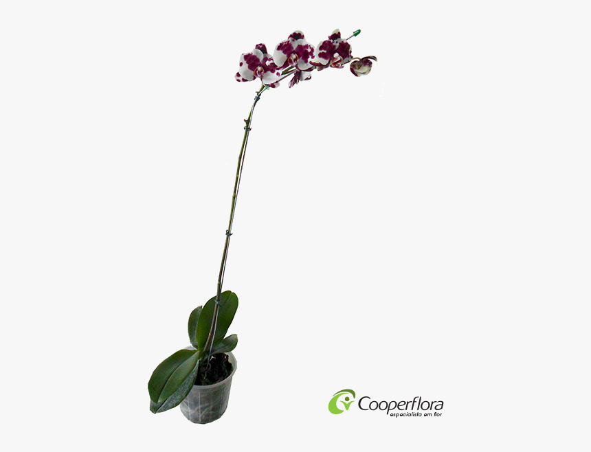 Orquidea Phalaenopsis Branca Png, Transparent Png