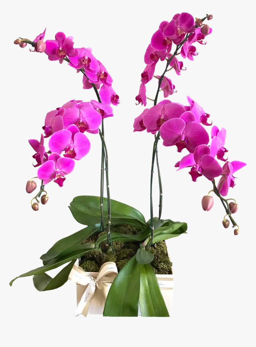 Orquideas Lilas Png, Transparent Png