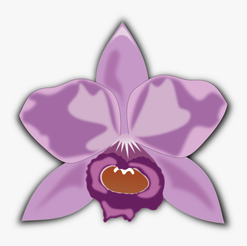 Cattleya - Cattleya Orchid Clipart, HD Png Download