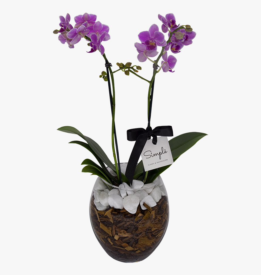 Clip Art Orquidea Do Mato - Cooktown Orchid, HD Png Download