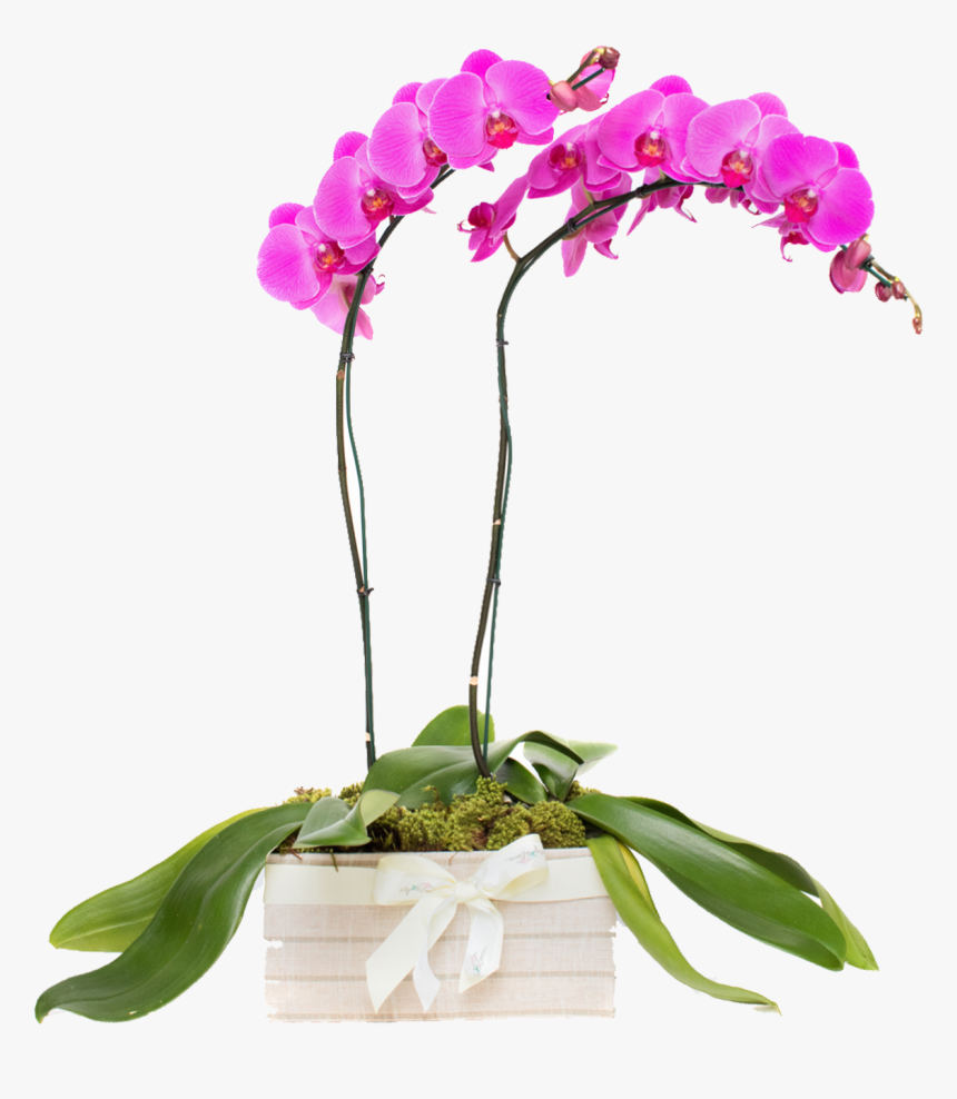 Moth Orchid, HD Png Download
