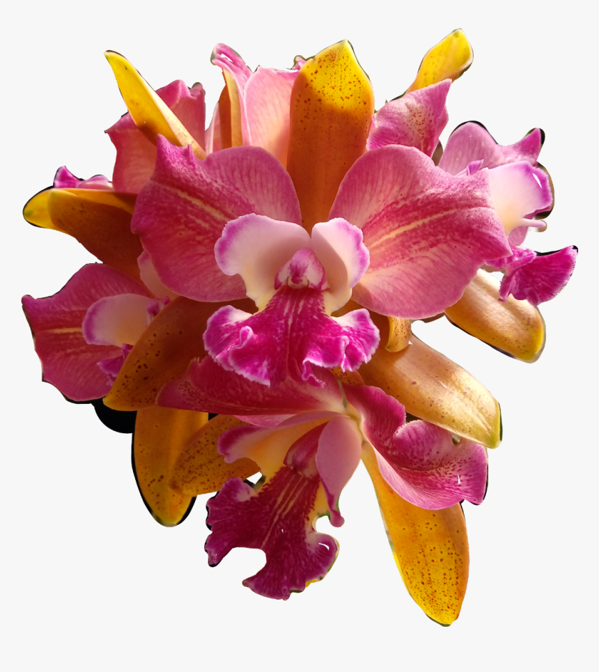 #flores #flowers #orquídeas #orquid #catarinazs - Christmas Orchid, HD Png Download