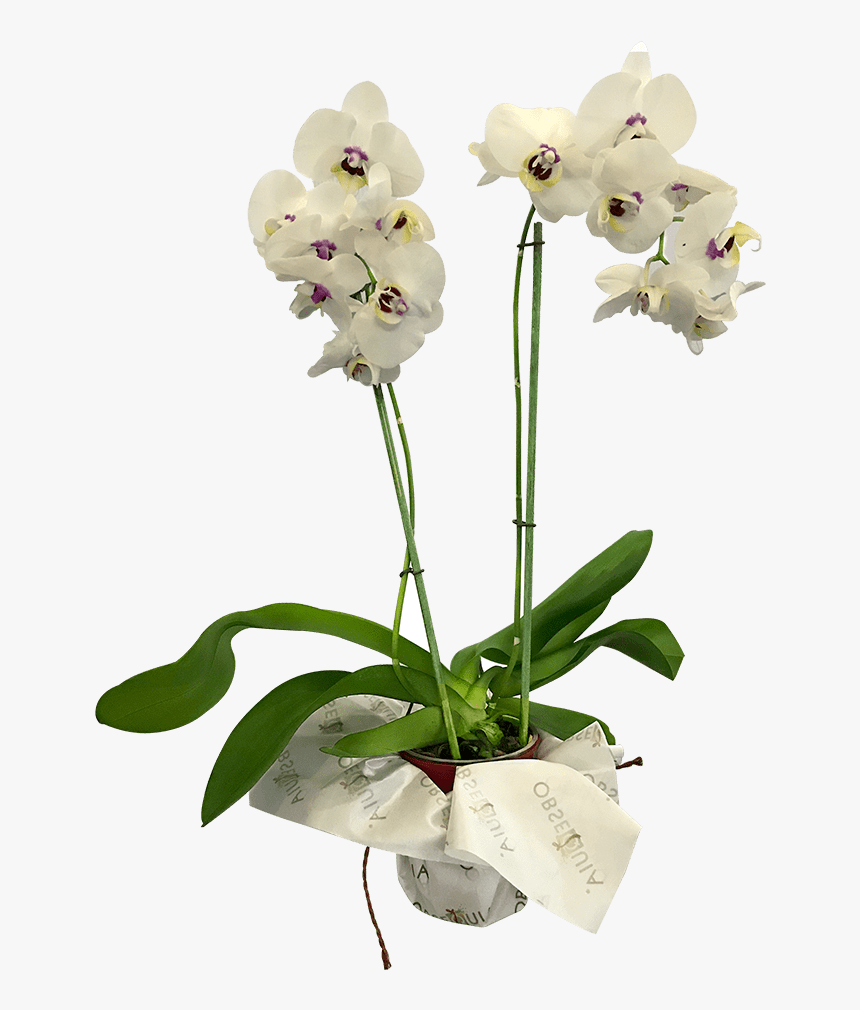 Moth Orchid, HD Png Download