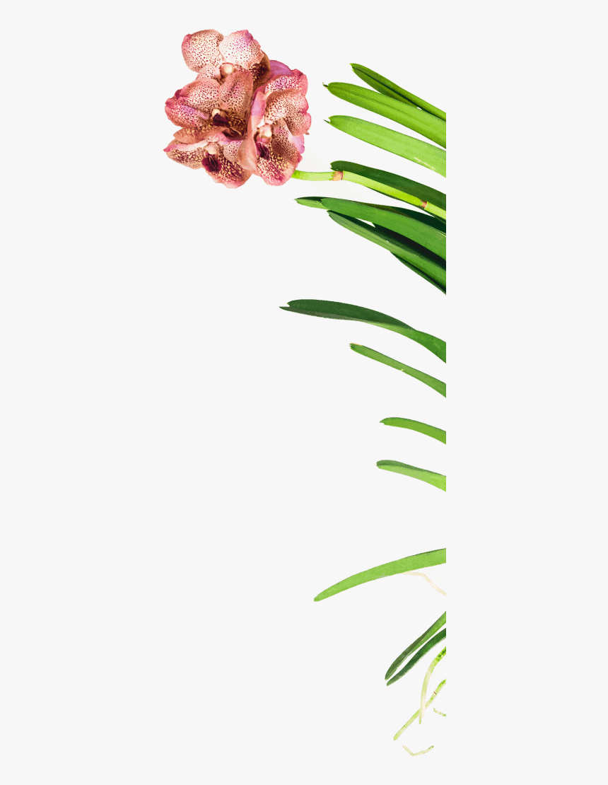 Lily, HD Png Download