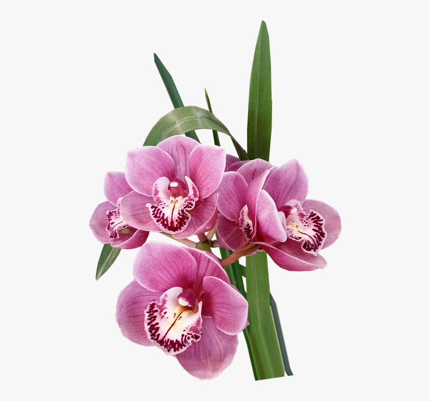 Flores, Orquídeas, Rosa, Exóticas, Tropicales, Cortar - Moth Orchid, HD Png Download