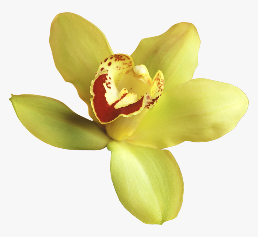 Yellow Orchid Transparent Background, HD Png Download