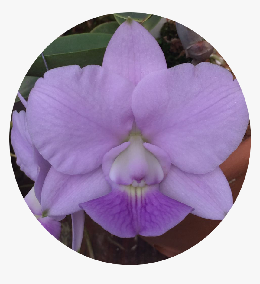 Moth Orchid, HD Png Download