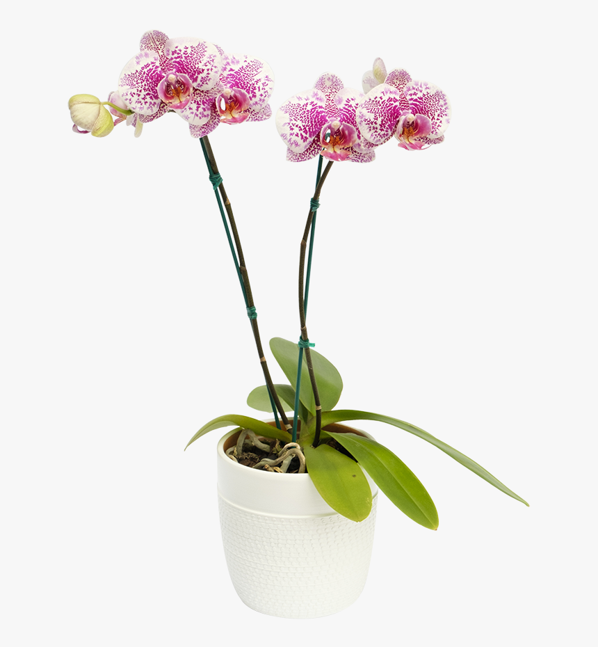 Orquidea Arwen - Moth Orchid, HD Png Download