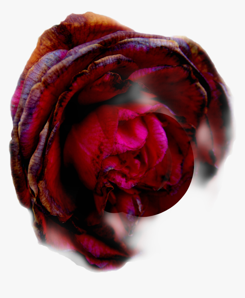 #freetoedit #freetoeditremix #free #dead #rose - Hybrid Tea Rose, HD Png Download