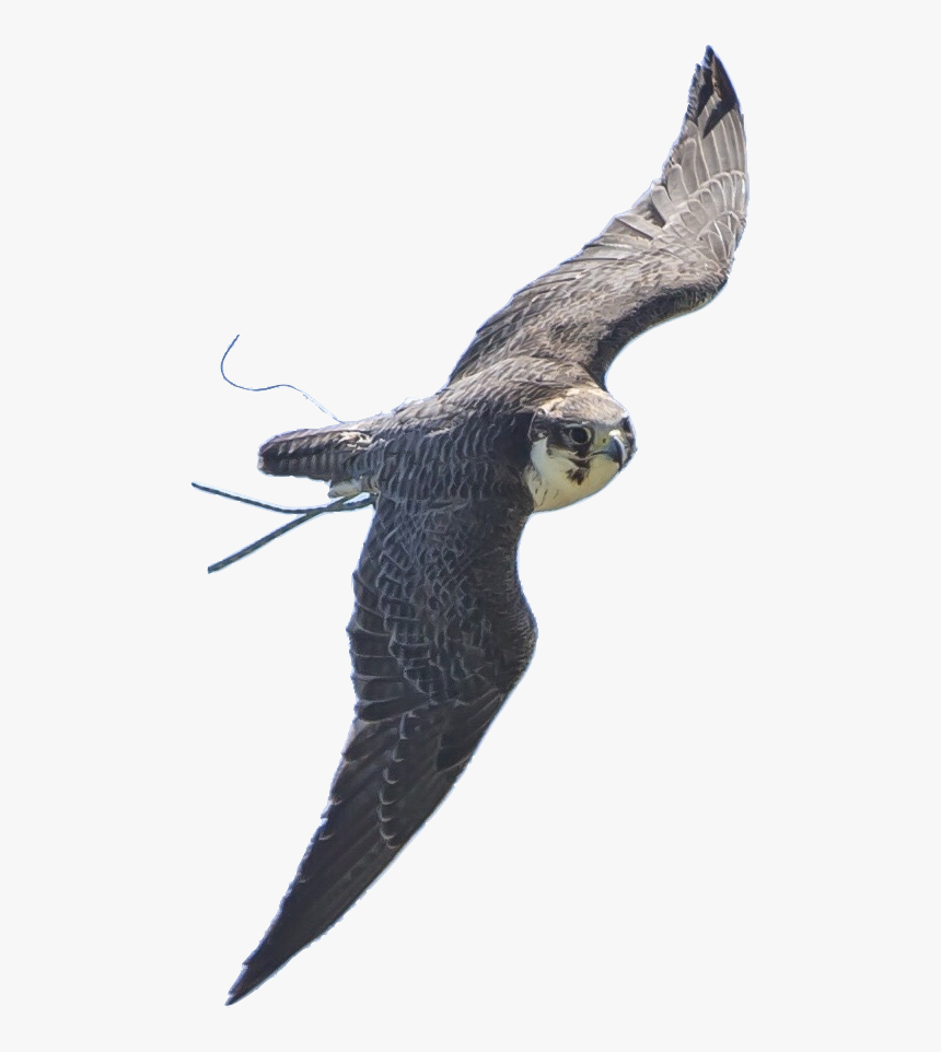 Falconry Display Team - Falconry Png, Transparent Png