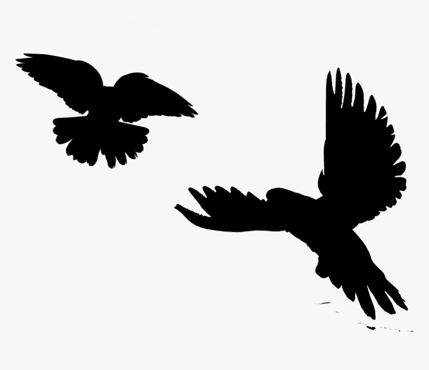 Image Silhouette Eagle Bird Clip Art - Red-tailed Hawk, HD Png Download