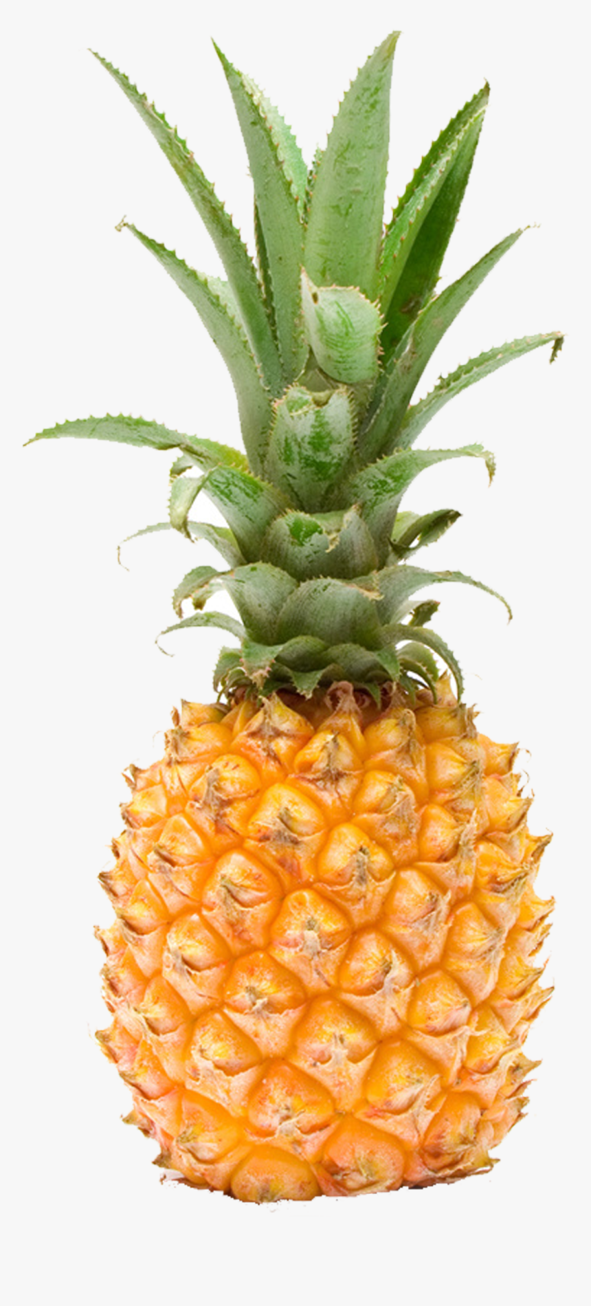 Pineapple Fruit Photography - Pineapple, HD Png Download