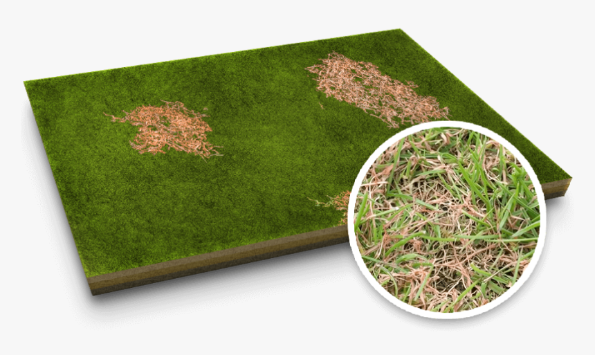 Red Thread Lawn Disease - Lawn, HD Png Download
