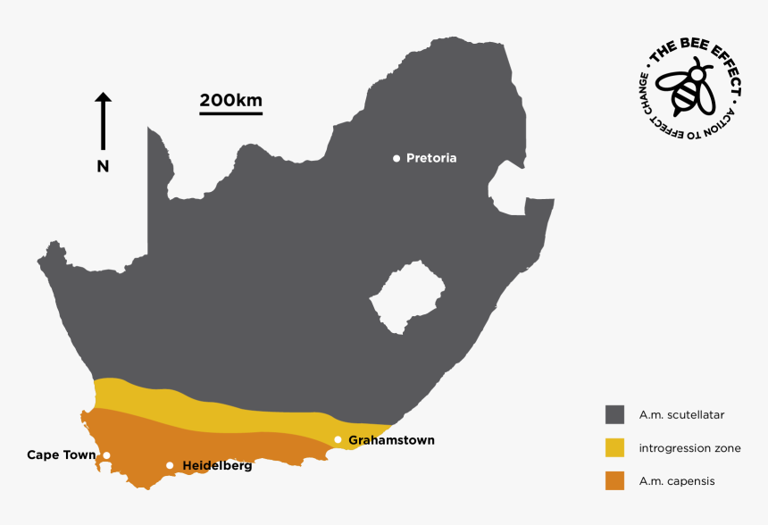Cape Town Johannesburg Durban, HD Png Download