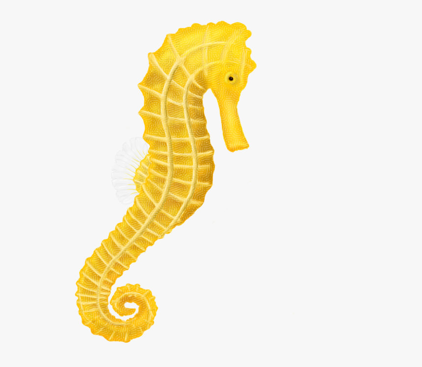 Fishing Pole Png -download Seahorse Png Hq Png Image - Transparent Background Seahorse Clipart, Png Download